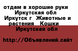 отдам в хорошие руки - Иркутская обл., Иркутск г. Животные и растения » Кошки   . Иркутская обл.